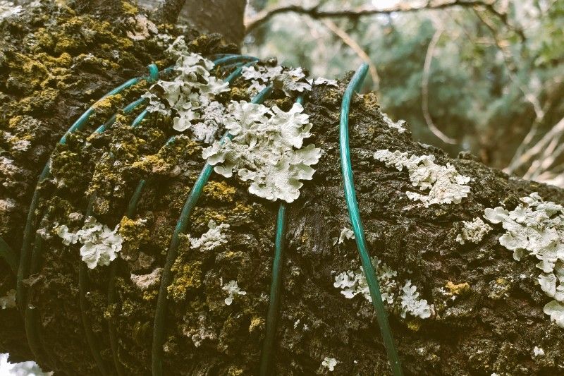 lichen.jpg