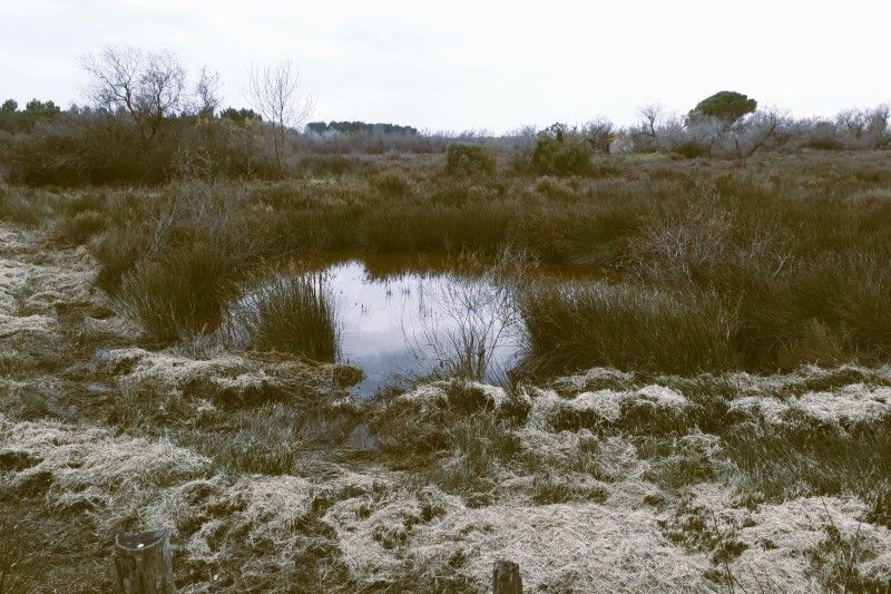 mare-1.jpg